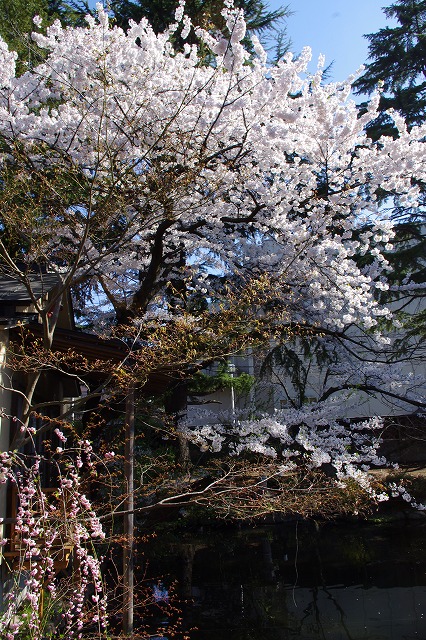 2014,4,24萬花楼お庭 114