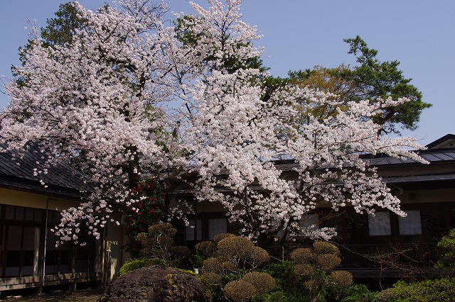 2015,4,18萬花楼お庭 010