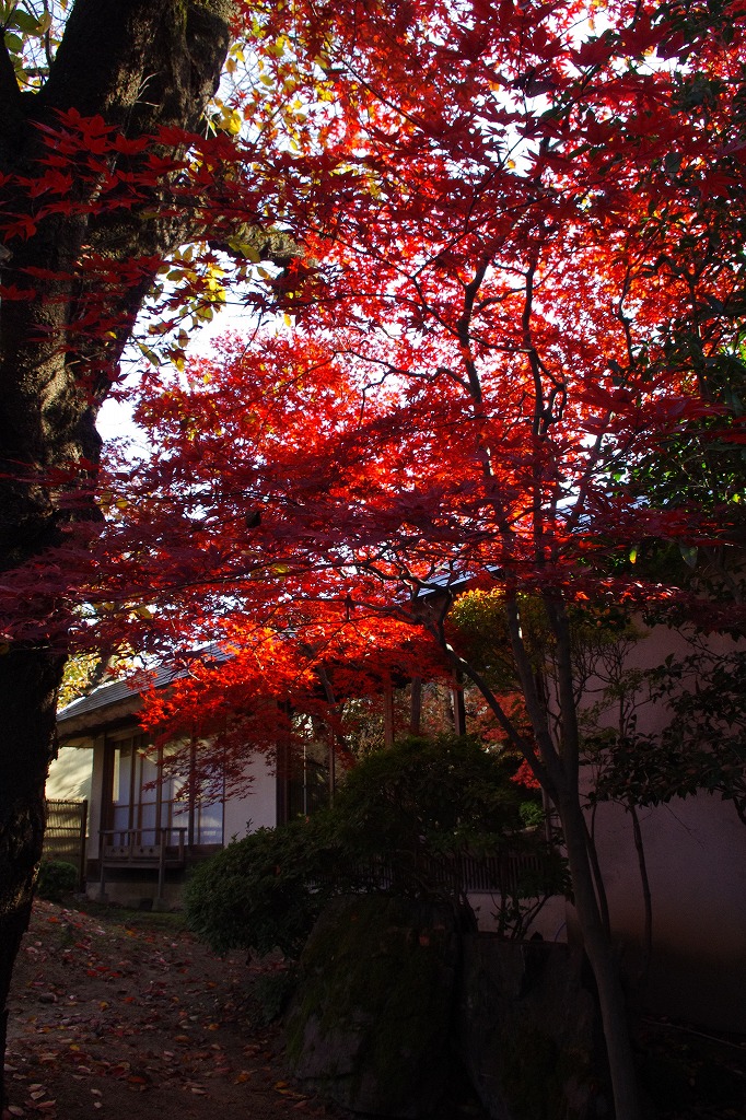 2013,11,17萬花楼紅葉 025